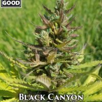 Weed Should Taste Good – Black Canyon {REG} [12pk]