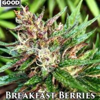 Weed Should Taste Good – Breakfast Berries {REG} [12pk]